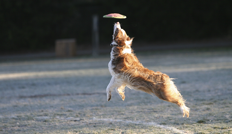 Hond springt naar een frisbee in de lucht